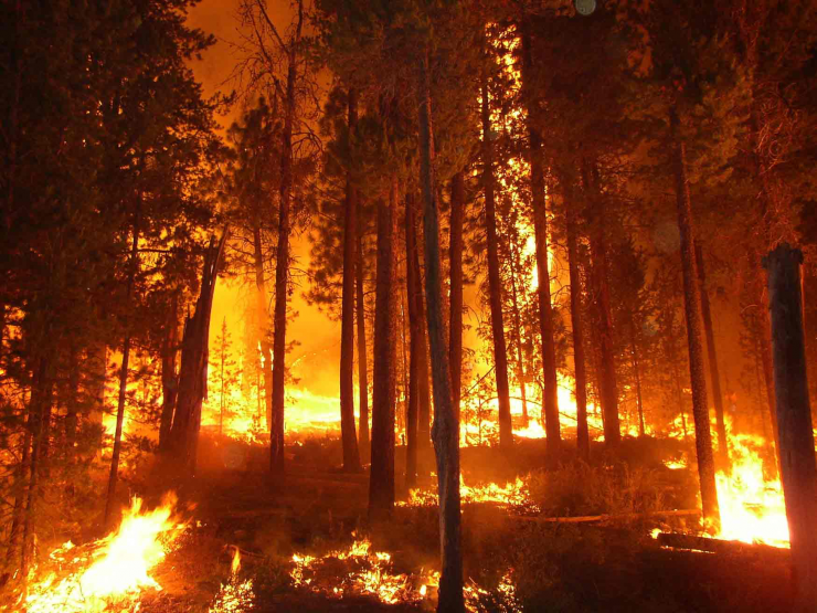 Forest fires