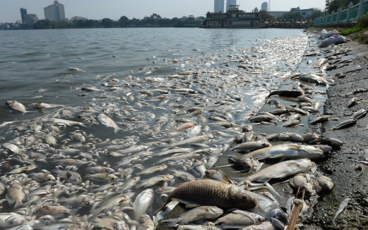 Fish dying in the sea