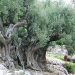 Israel – The prophecies and Biblical context